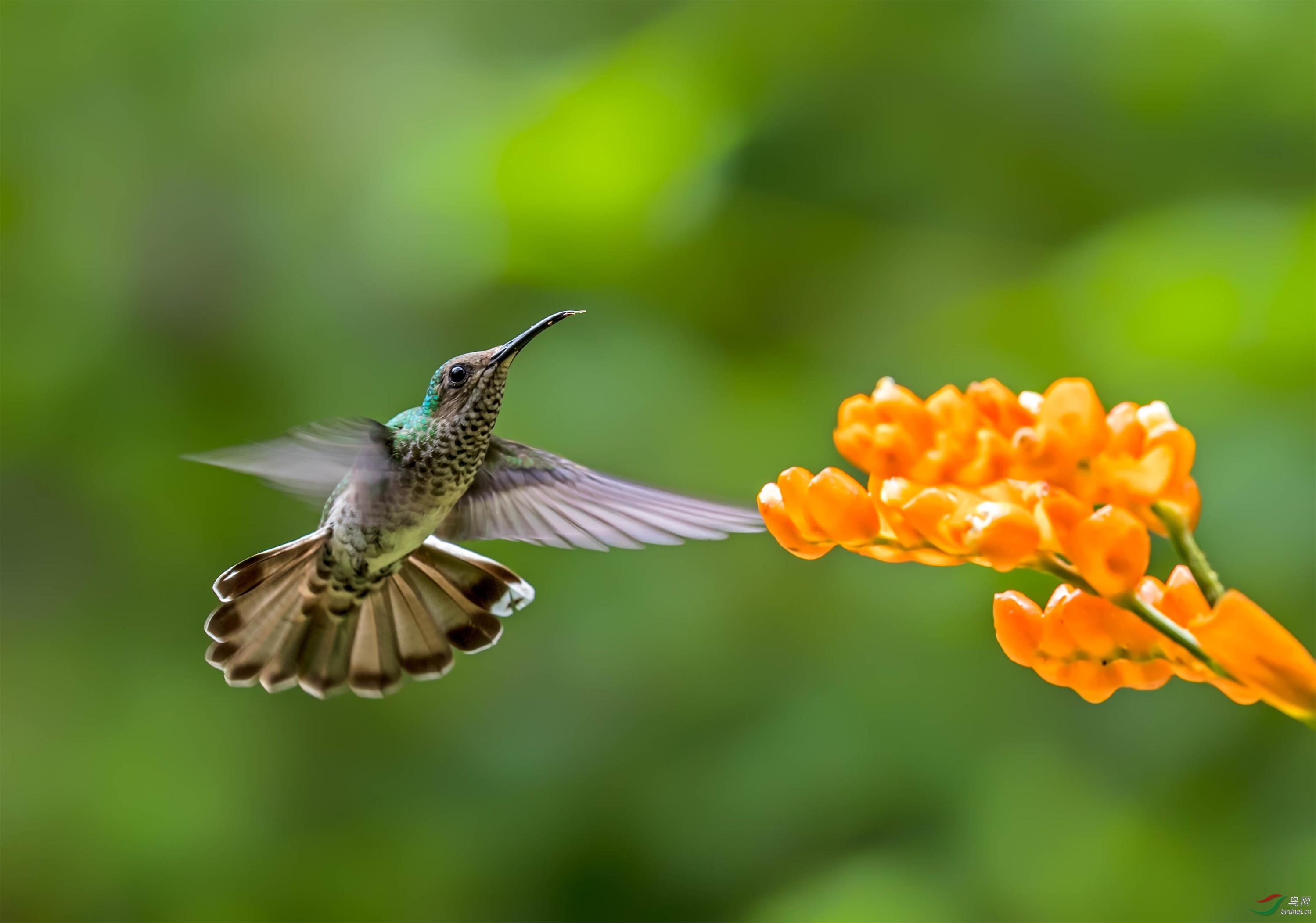 白颈蜂鸟(雌鸟) 贺获鸟网首页鸟类精华!