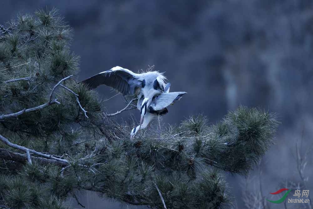 clu012 - ����.jpg