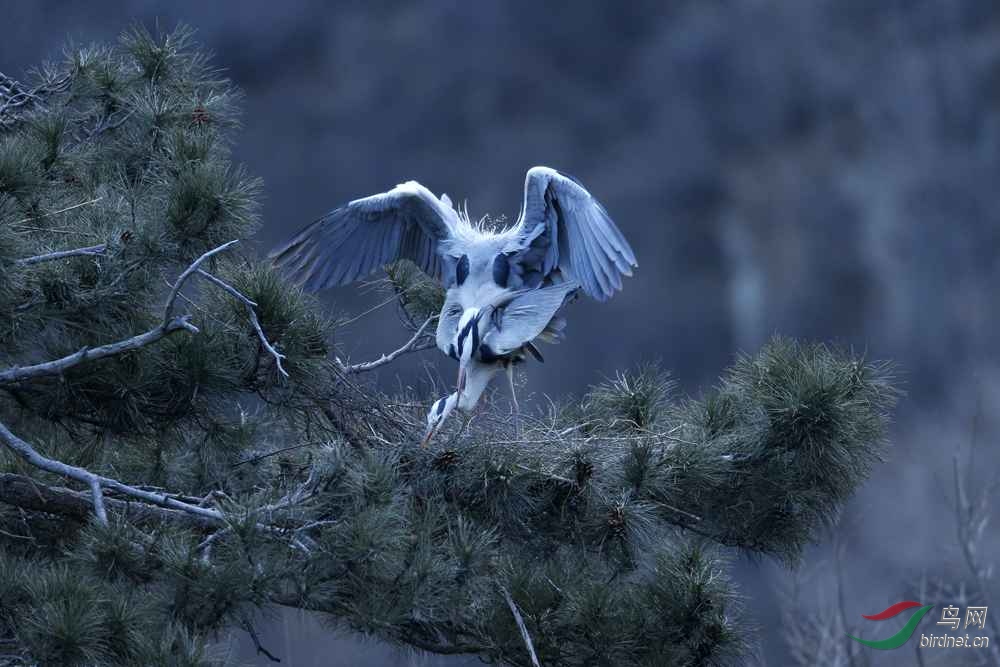 clu013 - ����.jpg