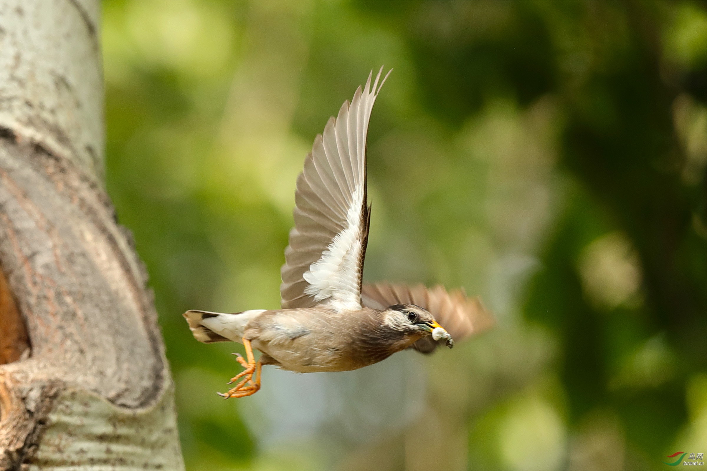 飞姿—— 灰椋鸟