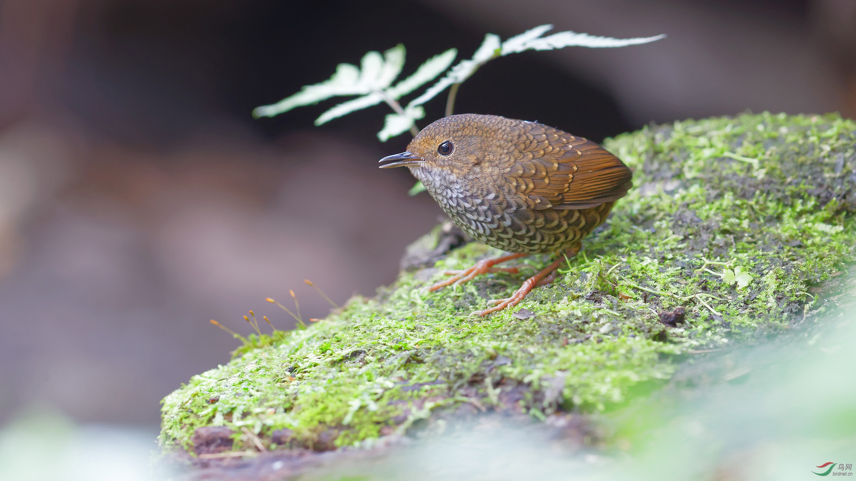 小卤蛋——小鳞胸鹪鹛
