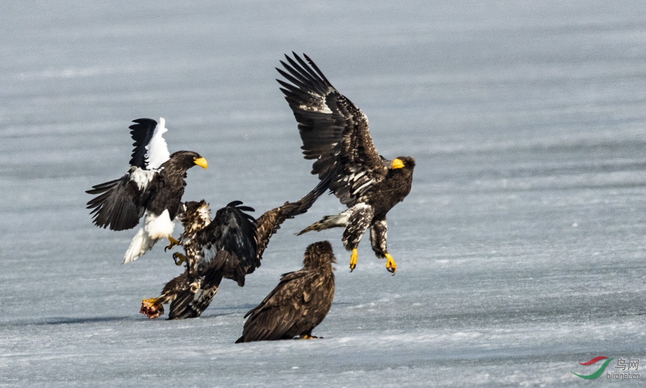 A40I5182shuiniao .jpg