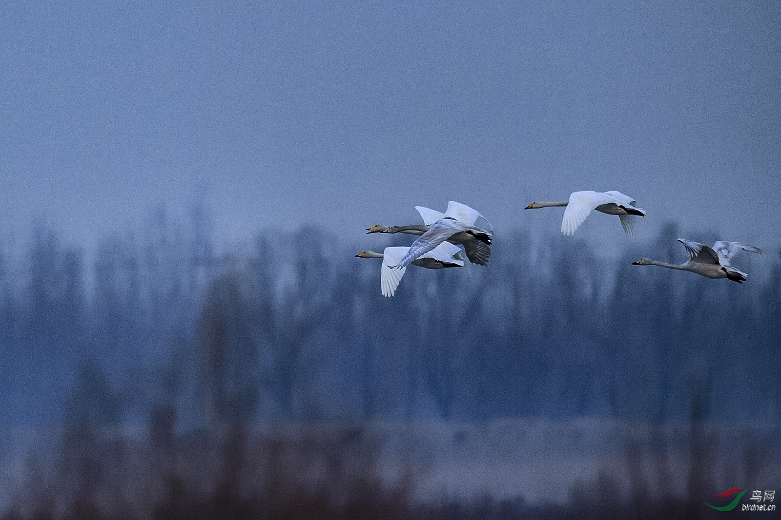 _DSC9801_4091a.jpg
