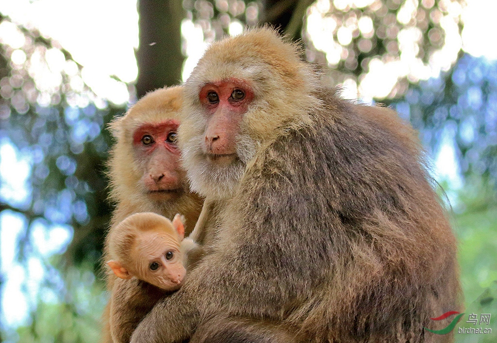 太阳湾的猴子一家
