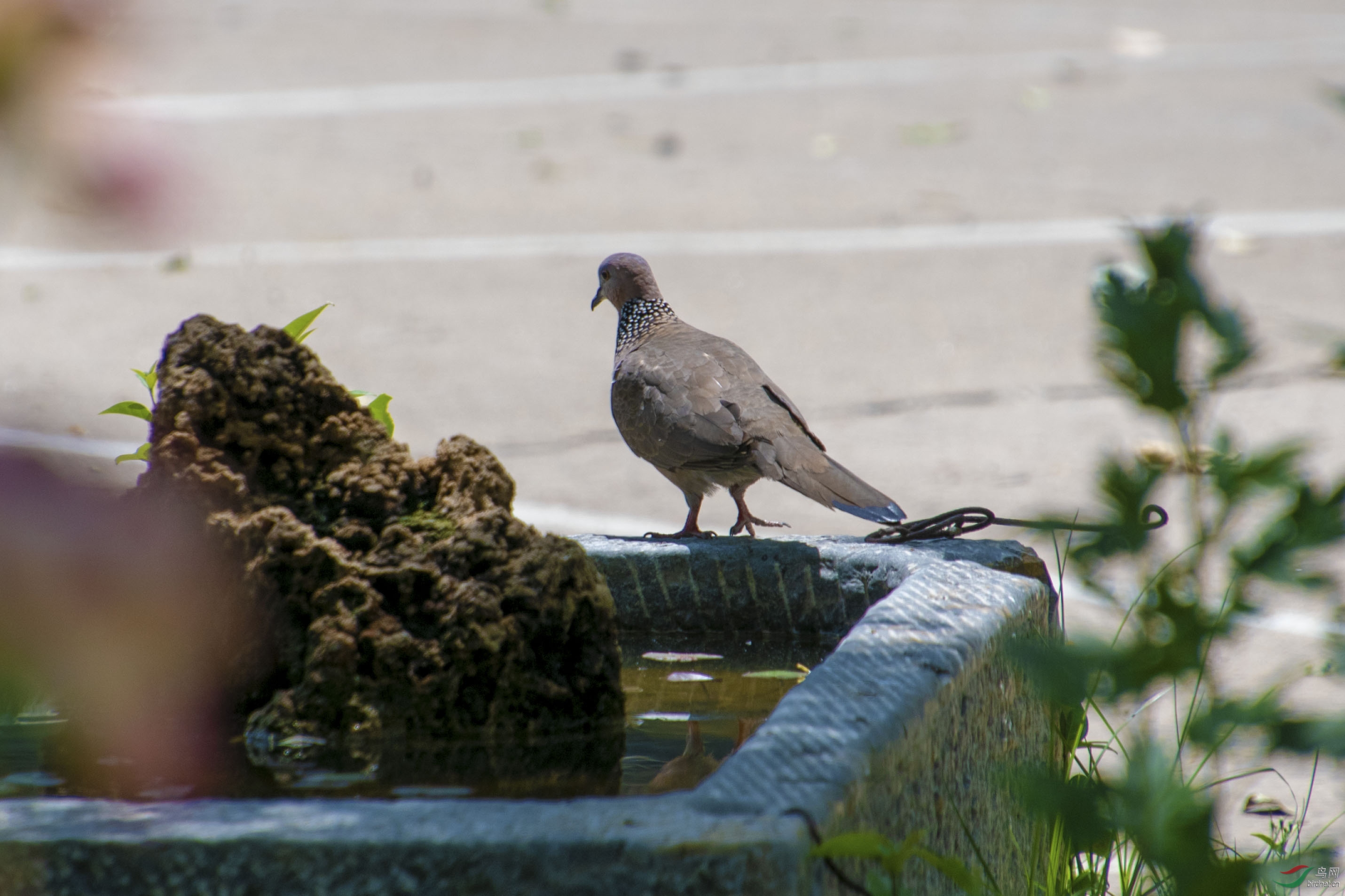 D50_6478.jpg