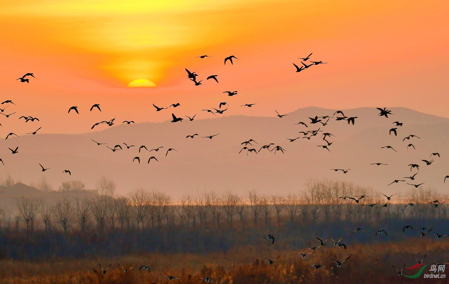 湿地群飞鸟【恭贺老师佳作获鸟网首页精华】