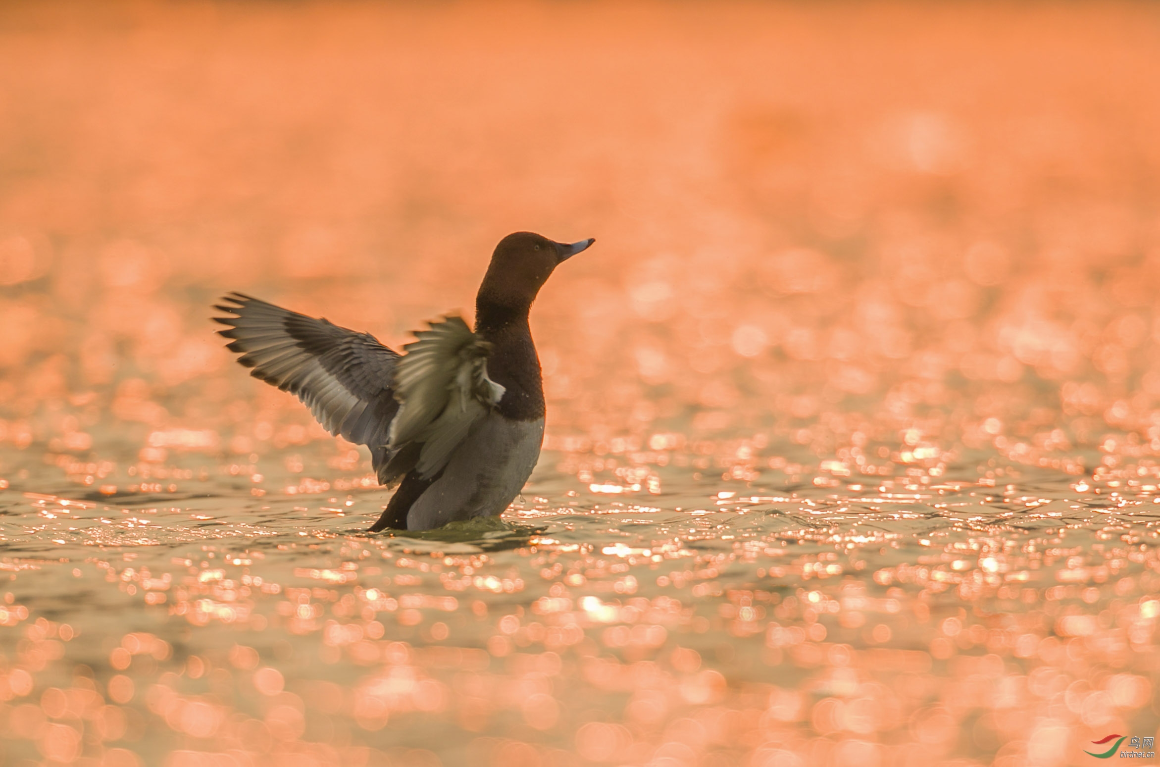 BT1I0424.-.jpg (8).jpg