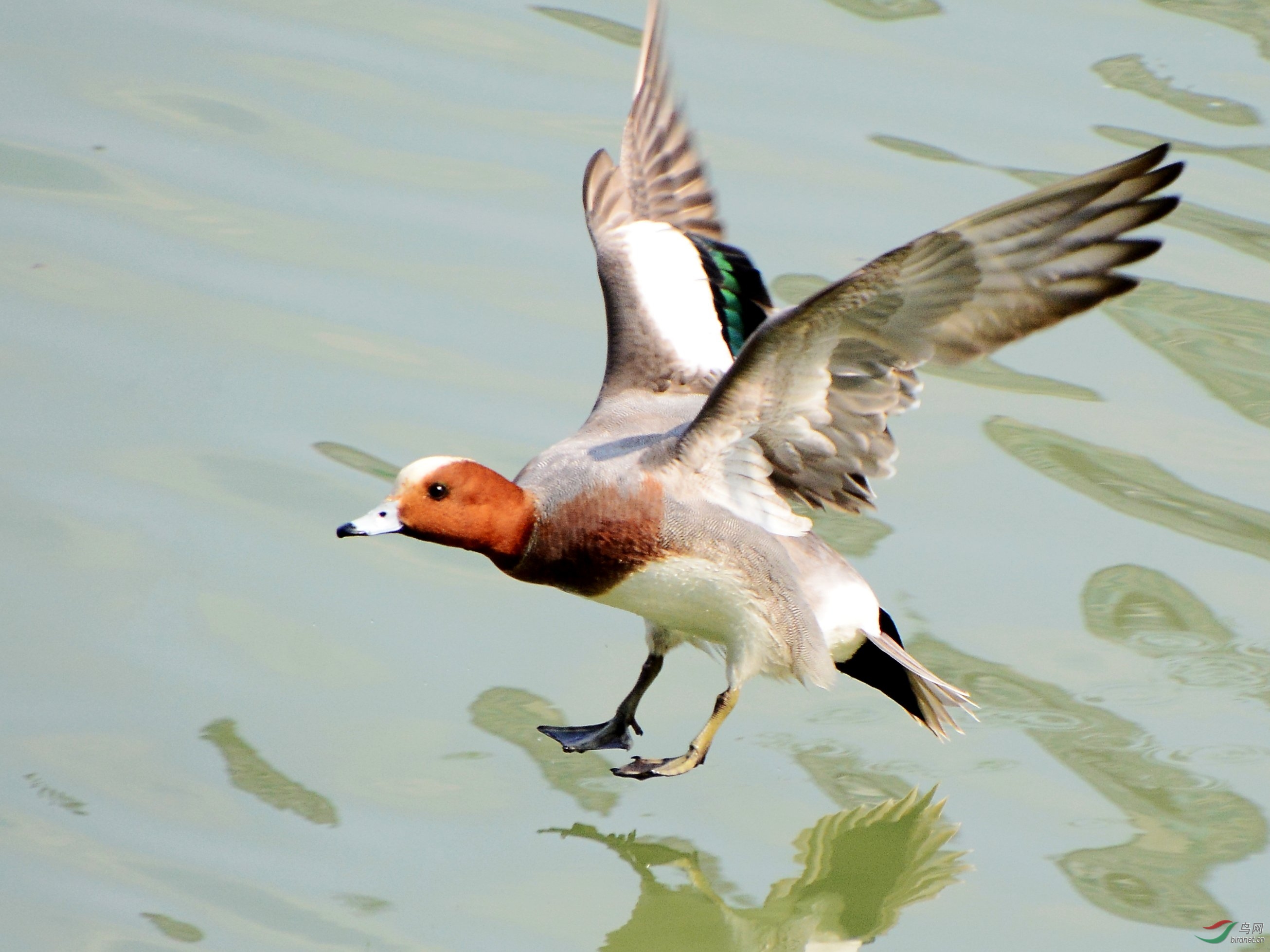 DSC_0498_conew1.jpg