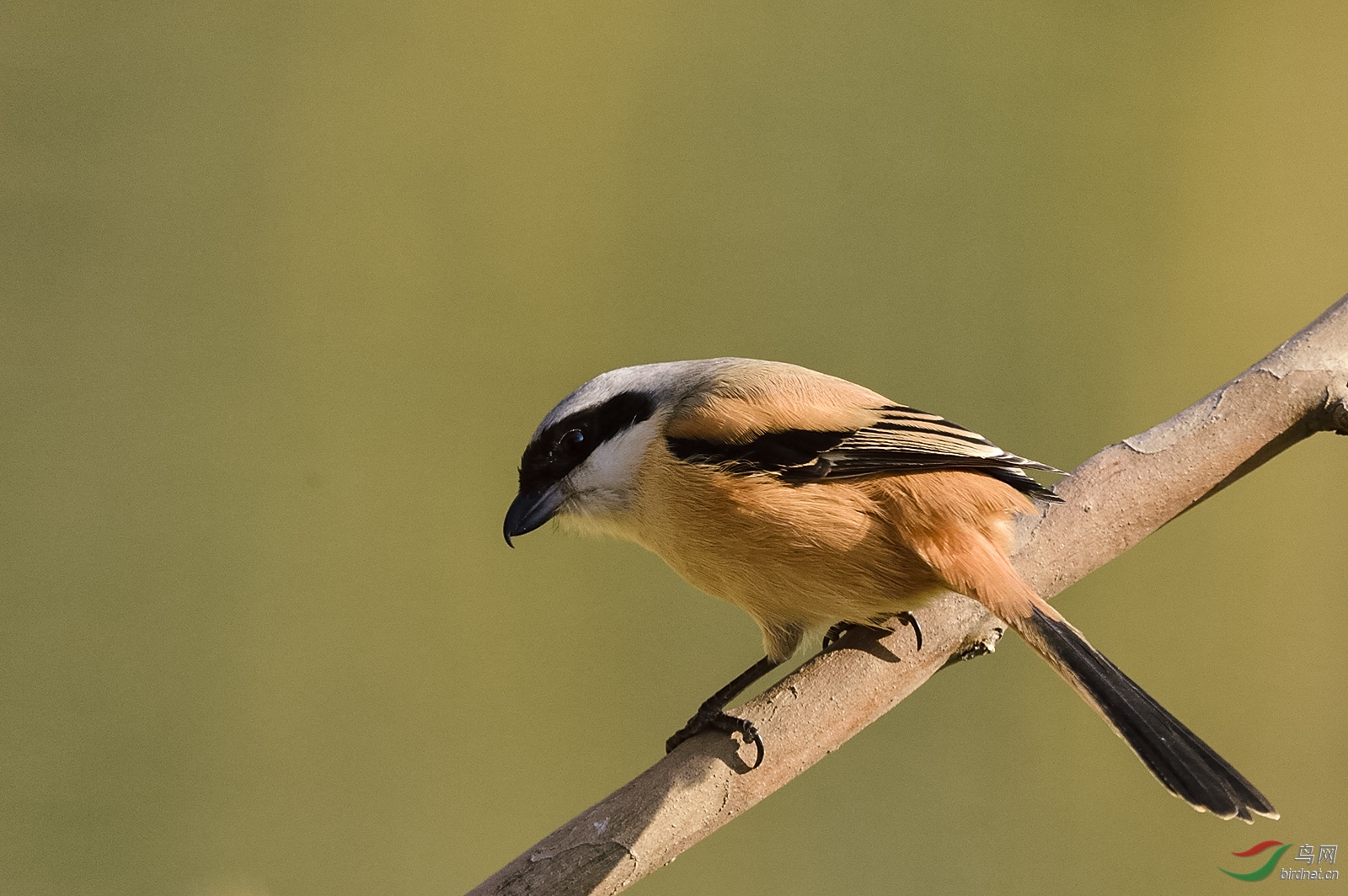 _DSC0056_3985a.jpg