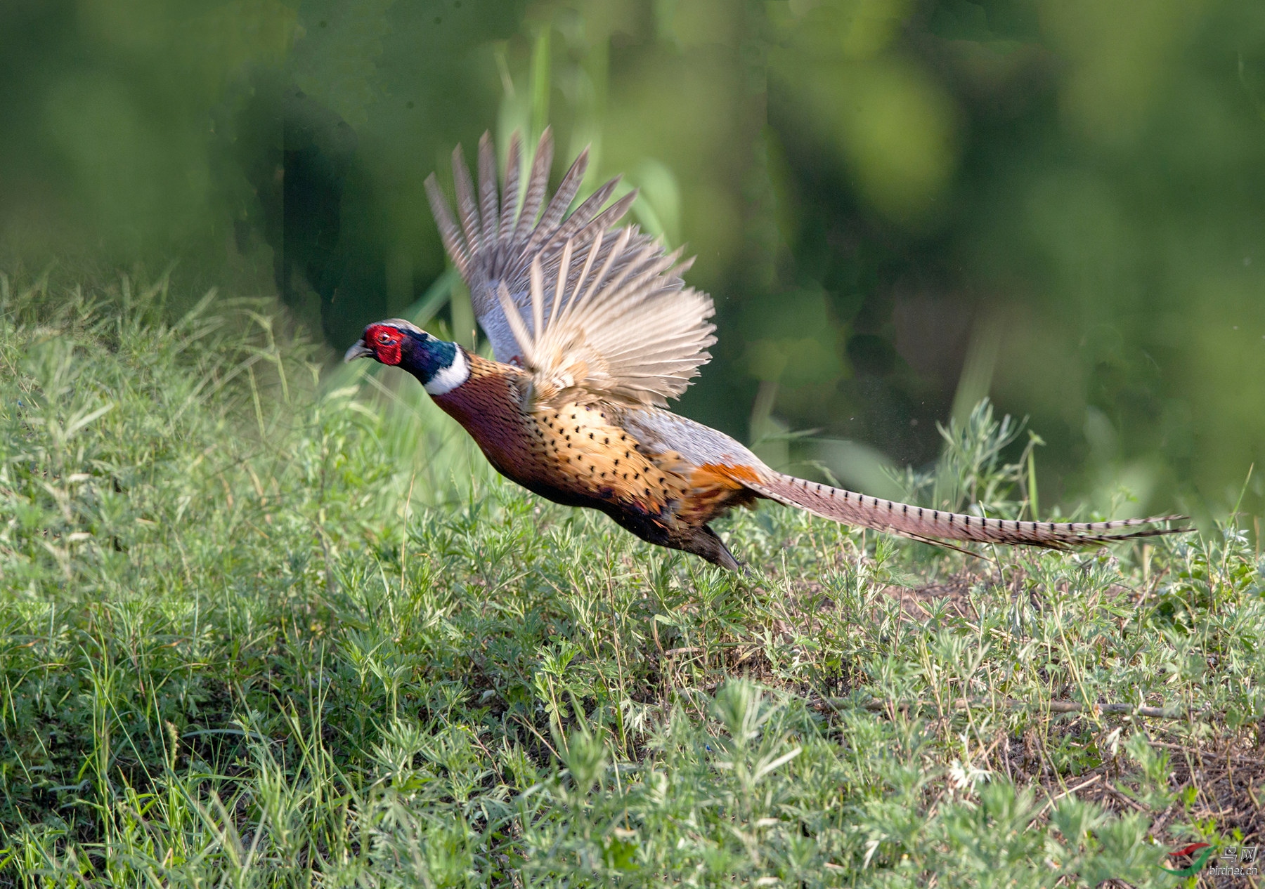 BW4Q1940 (2) - ���� - ����.jpg