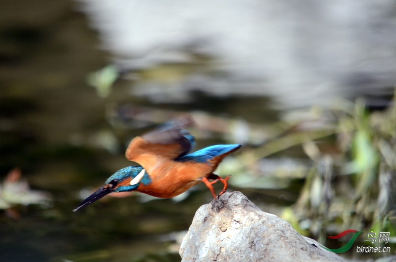 DSC_9697.JPG