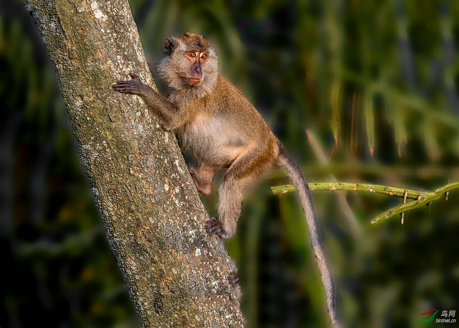长尾猕猴【祝贺荣获首页动物精华】