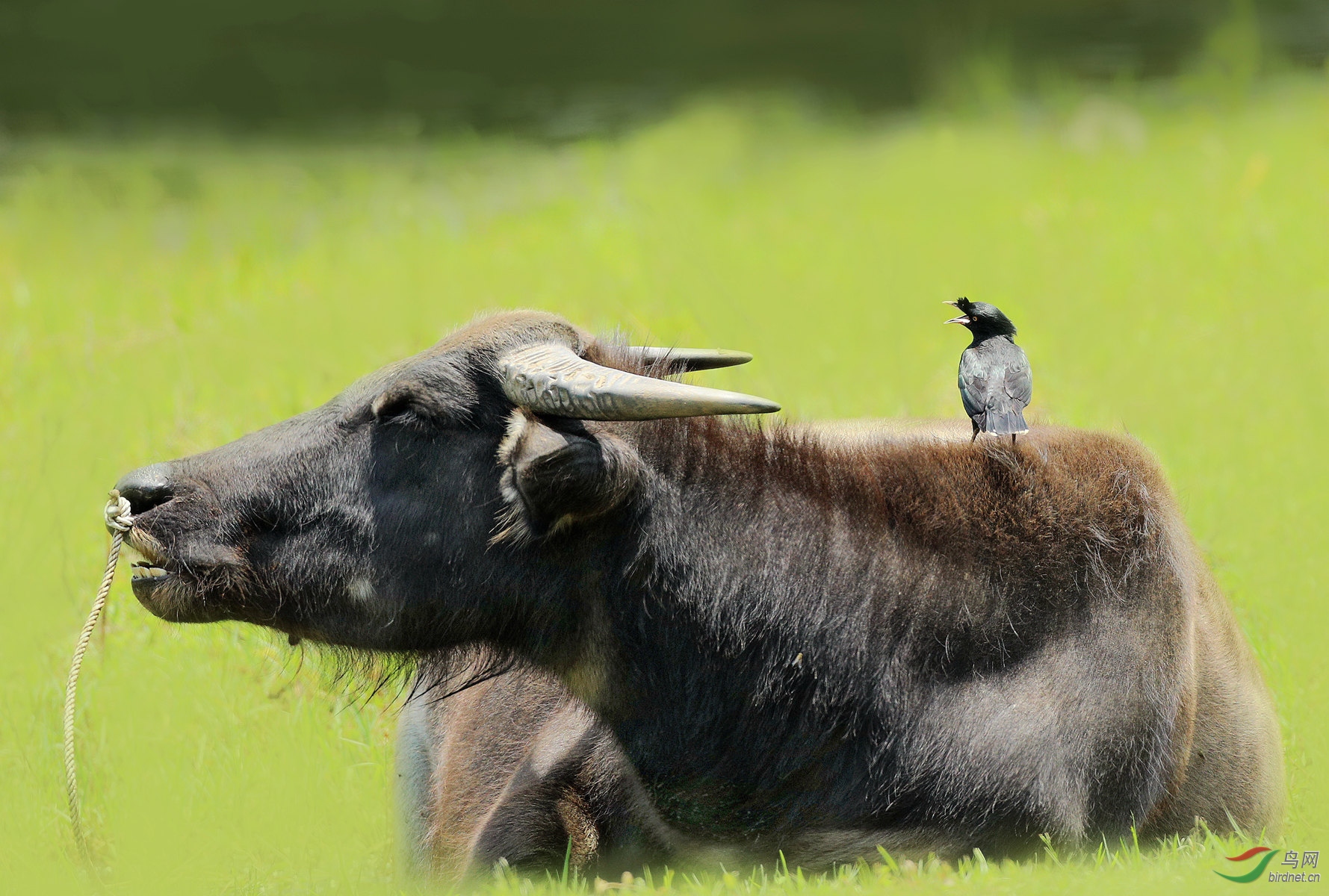 牛背八哥欢歌笑语