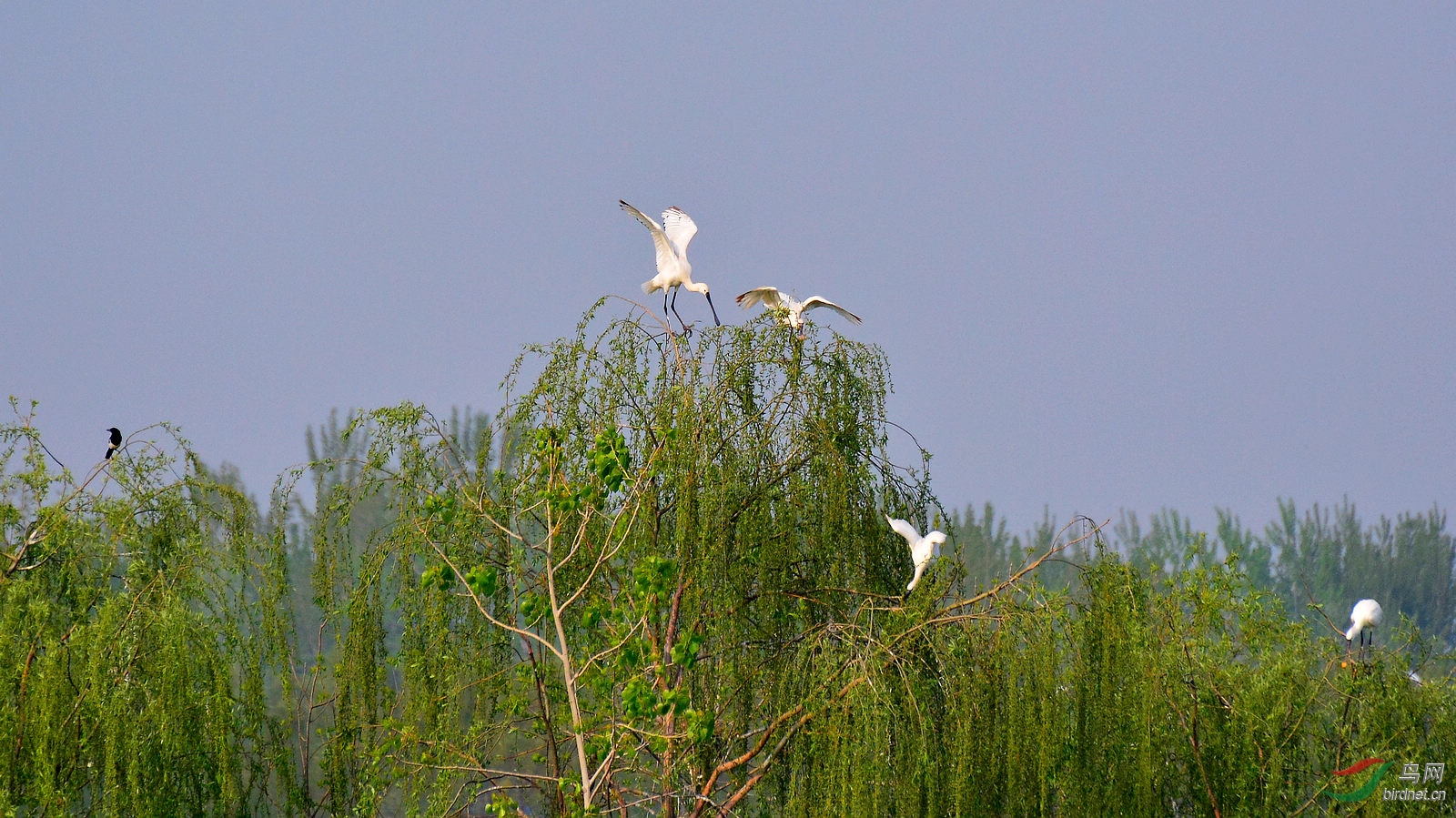 DSC_6395.JPG