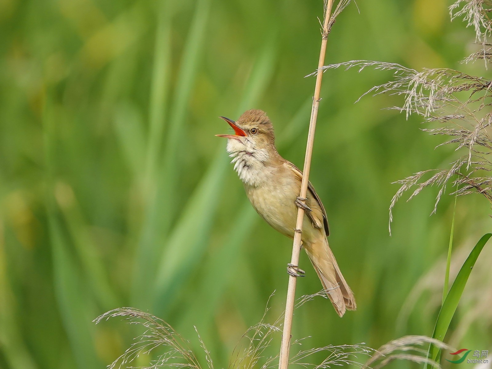 DSC06691ab.jpg