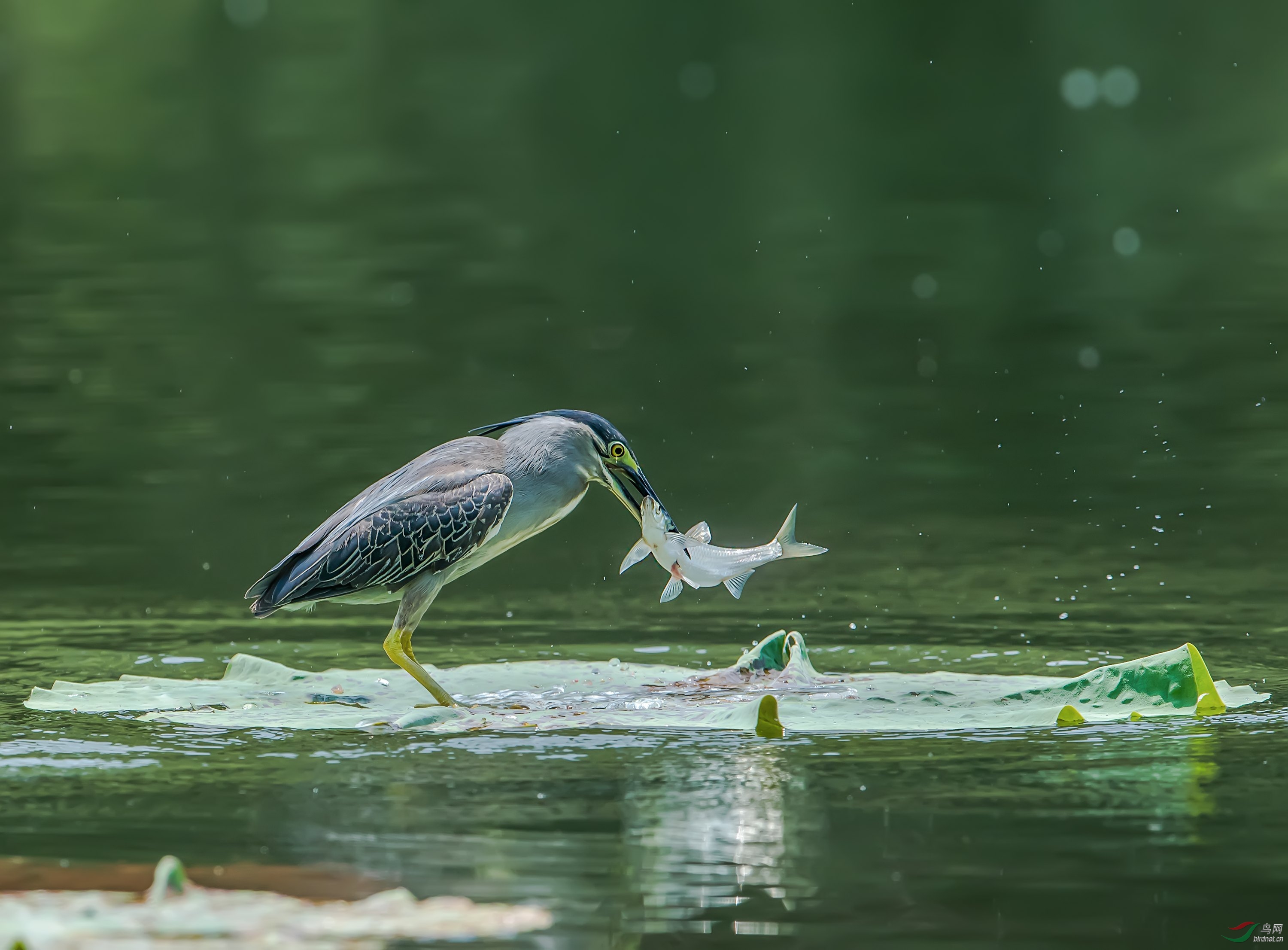 绿鹭抓鱼(祝贺荣获首页精华)