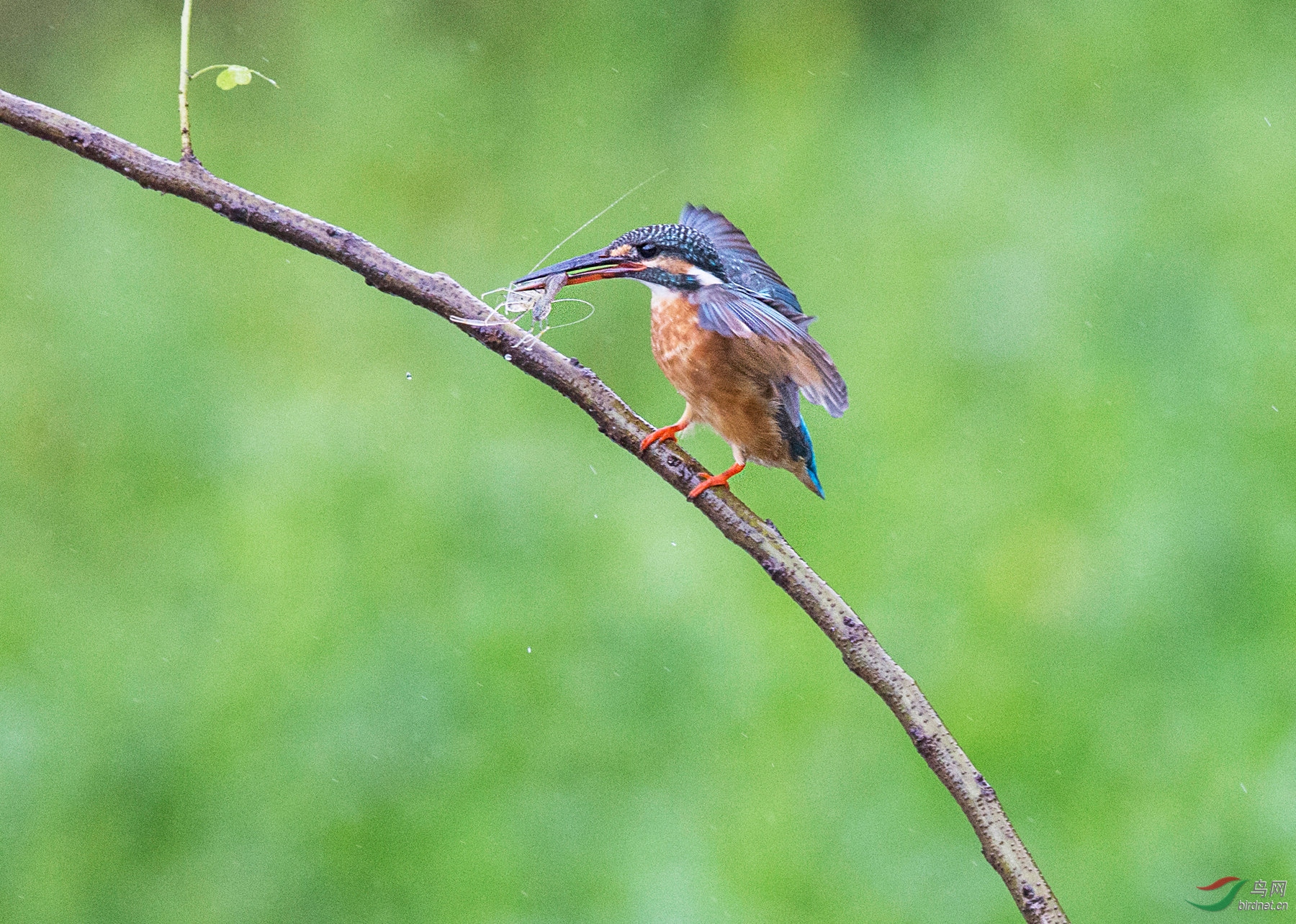 BW4Q1693 - ���� - ����.jpg