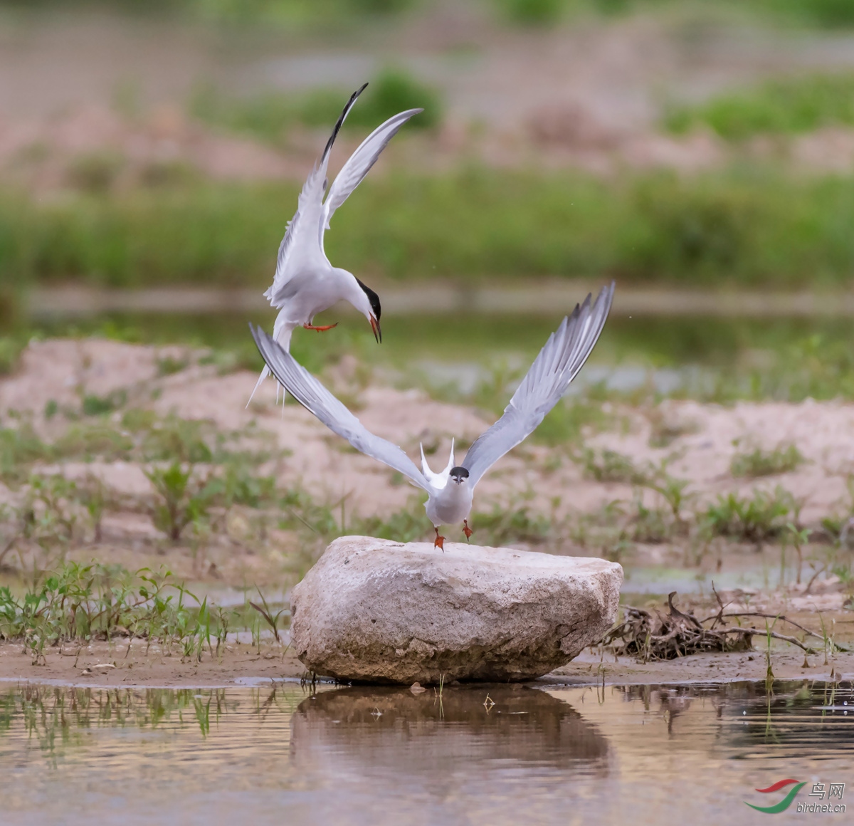 dsc_3728_ABC��ͼ.jpg