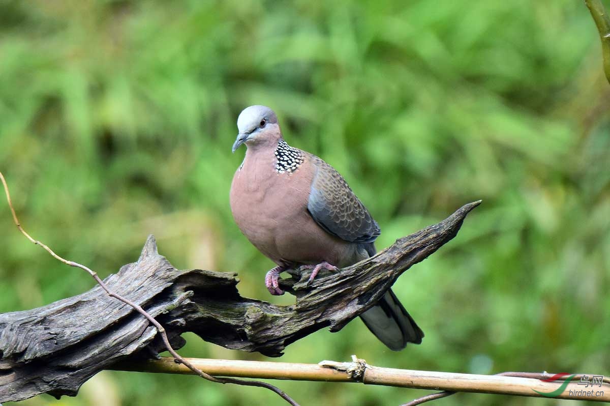 朽木桥上的珠颈斑鸠上