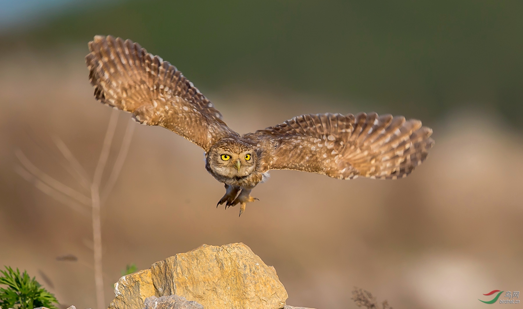 ���Ƹ�С�^