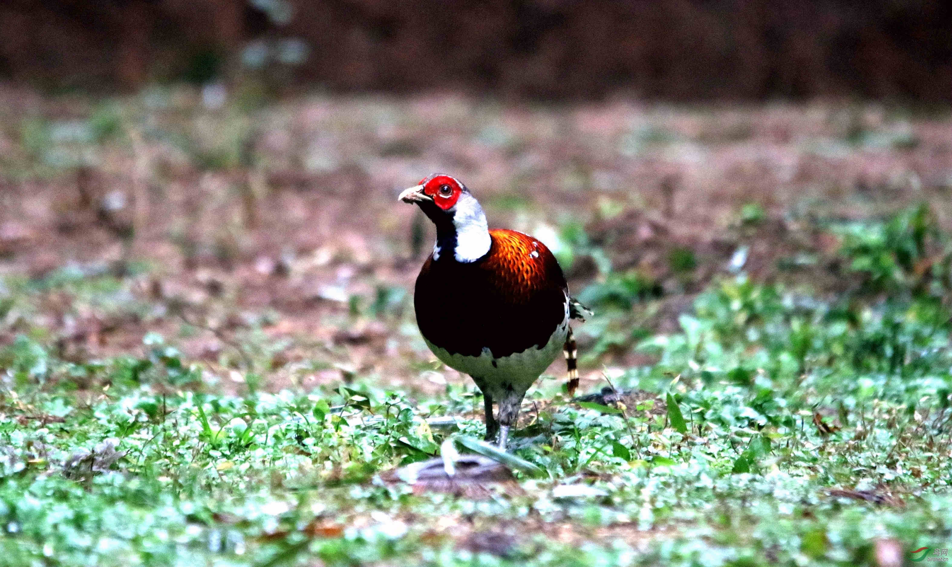 白颈雉鸡 (87).jpg