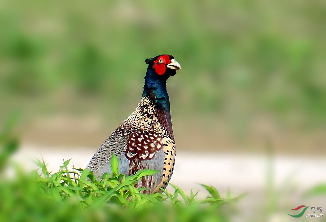 DSC_5018_conew1.jpg