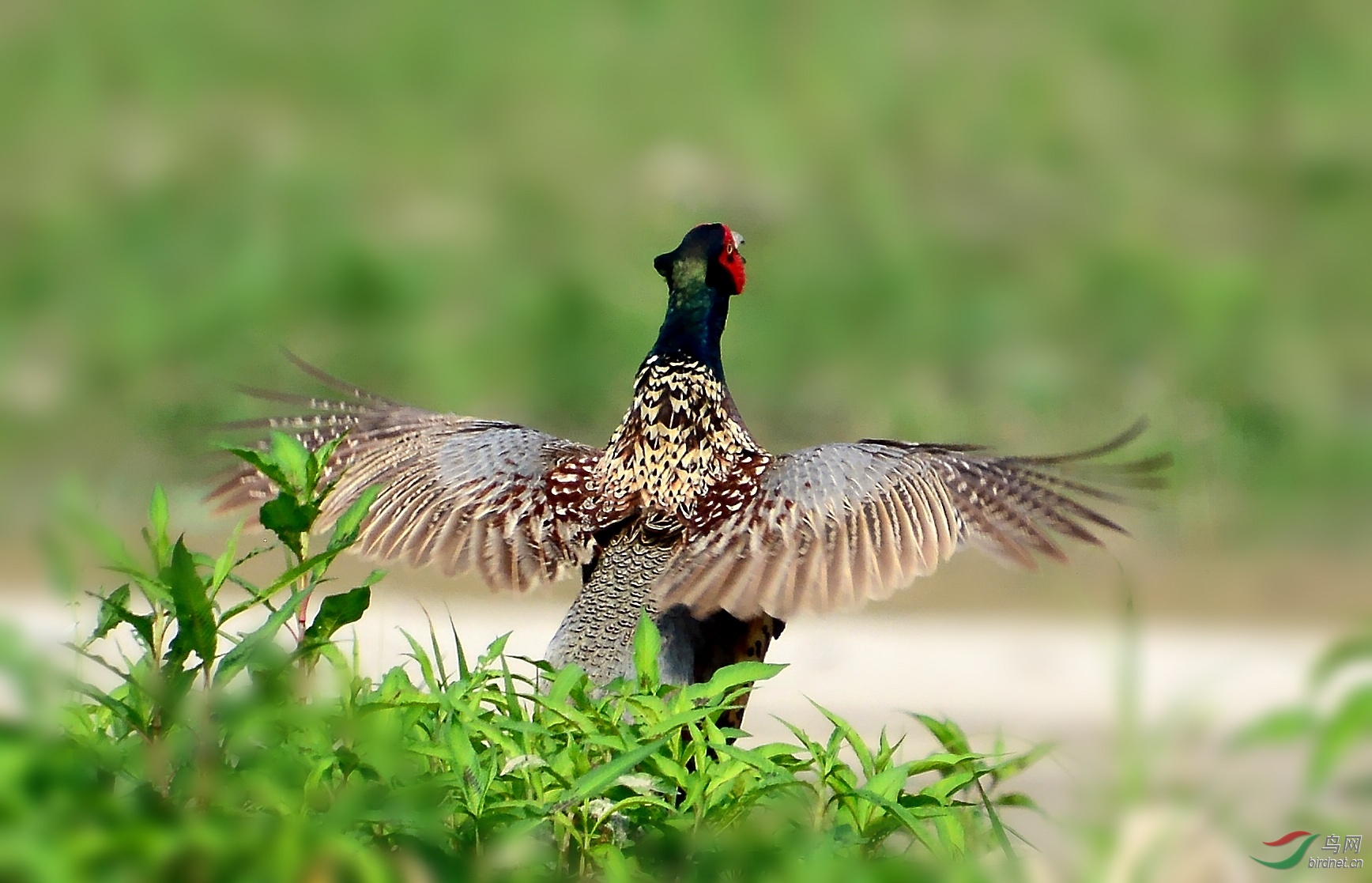 DSC_5003_conew1.jpg