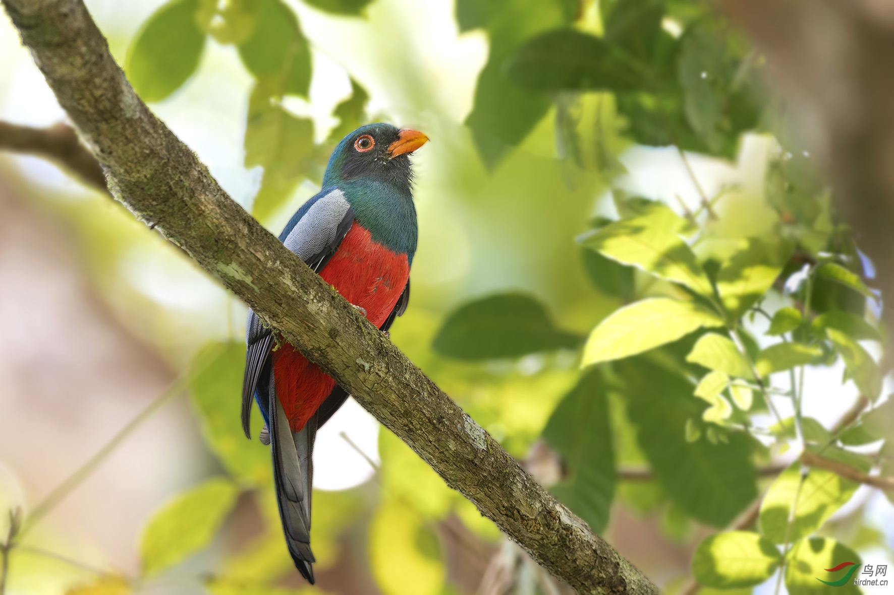 黑头美洲咬鹃 荣获首页精华>