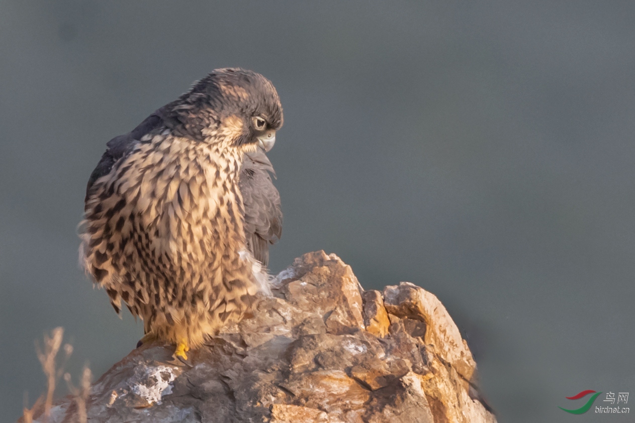 _K8I9202  ˼����_����1.jpg