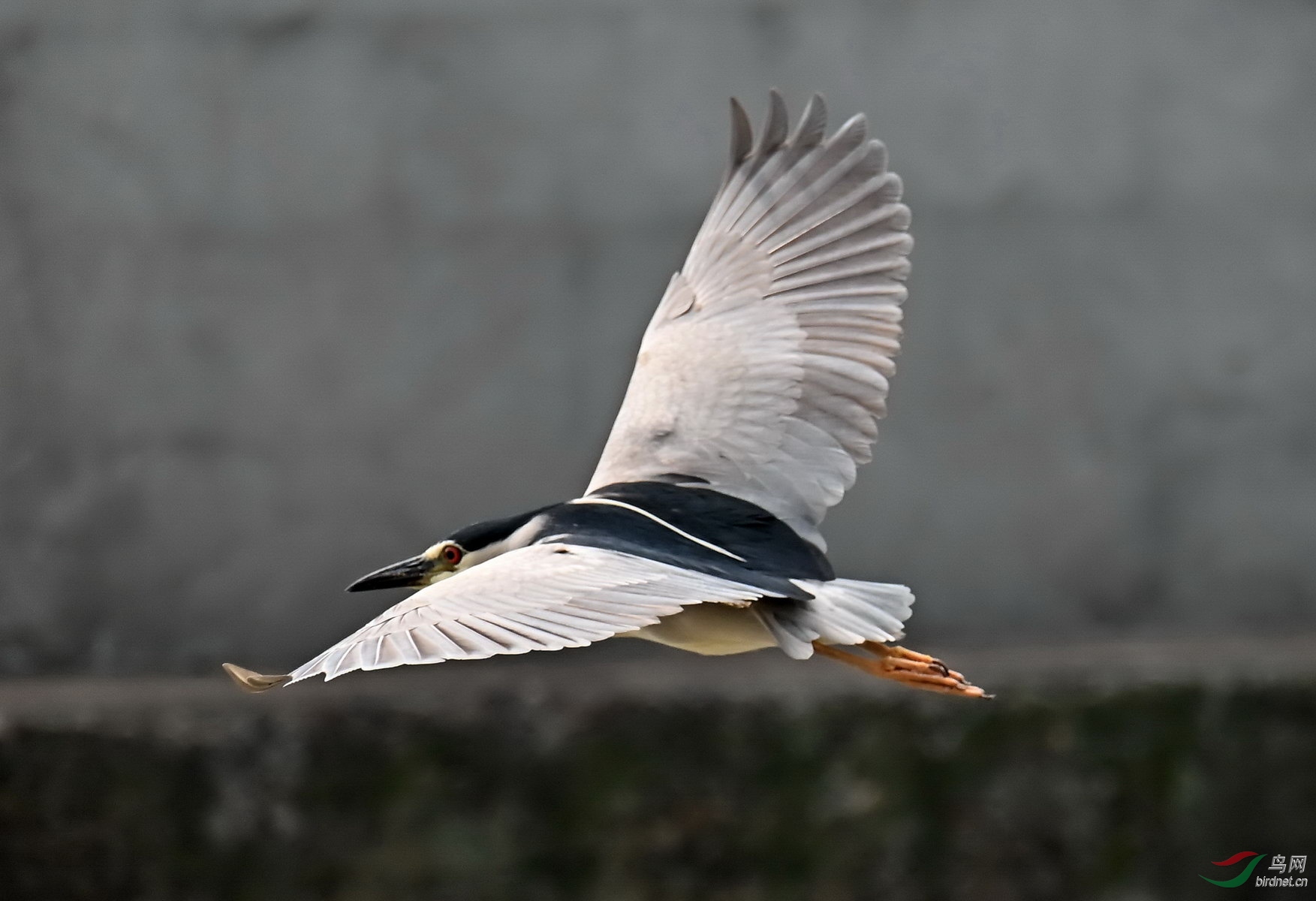 DSC_2958.jpg