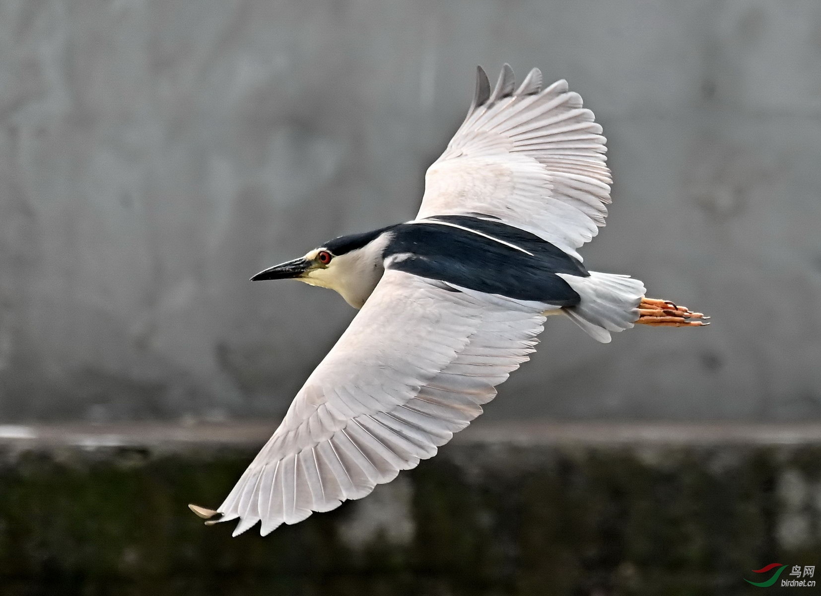 DSC_2962.jpg