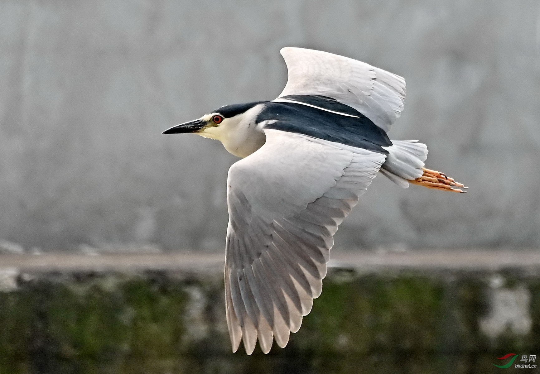 DSC_2963.jpg