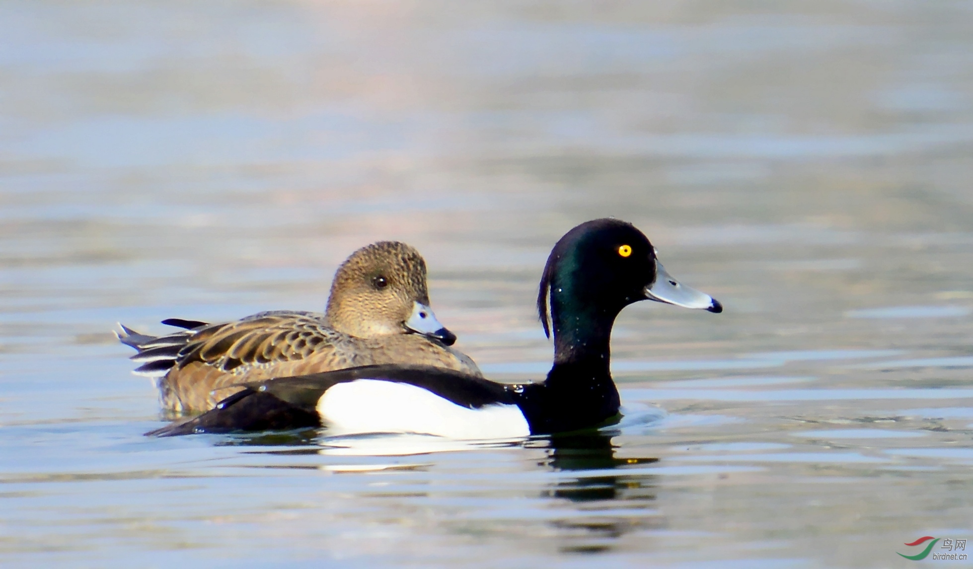 DSC_3345_conew1.jpg
