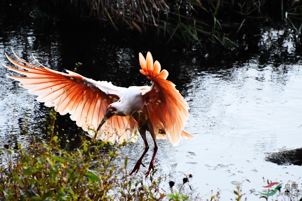 DSC_6482.JPG