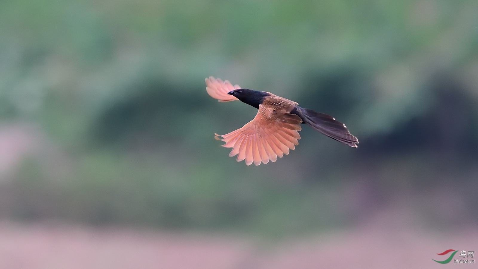 DSC_9804_00001 (2)_����.jpg