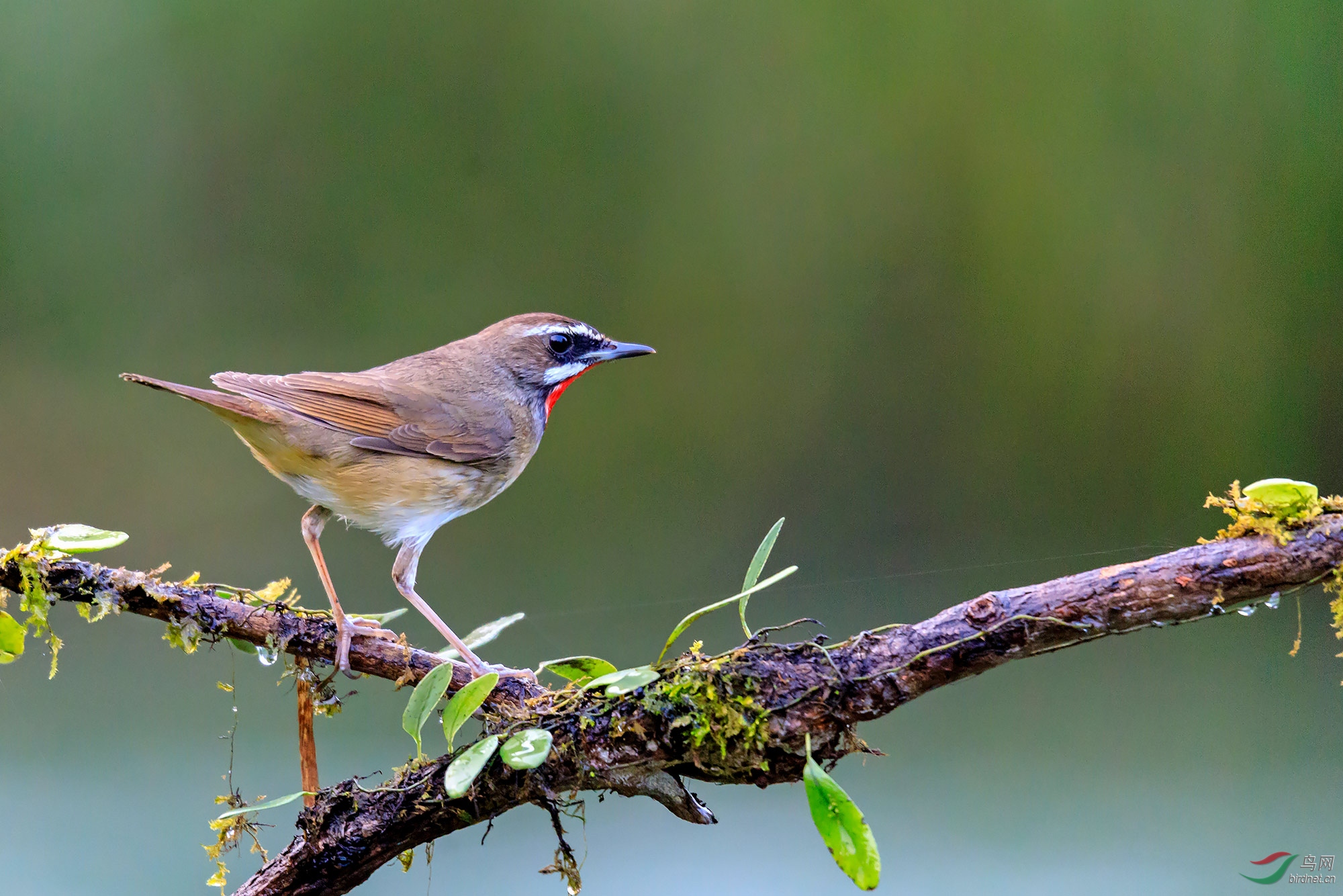 左右观察(红喉歌鸲)