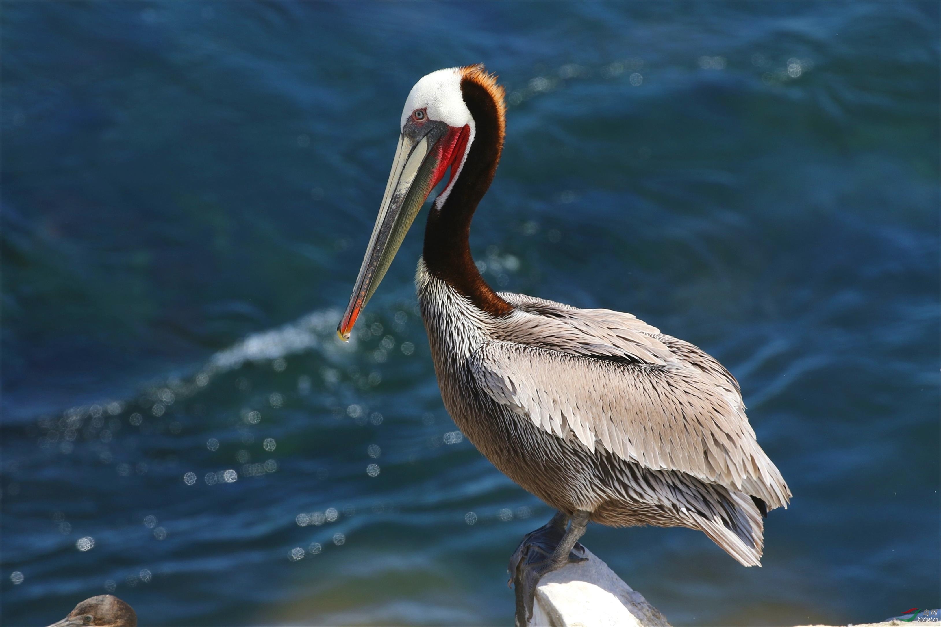 褐鹈鹕的站姿与卧姿