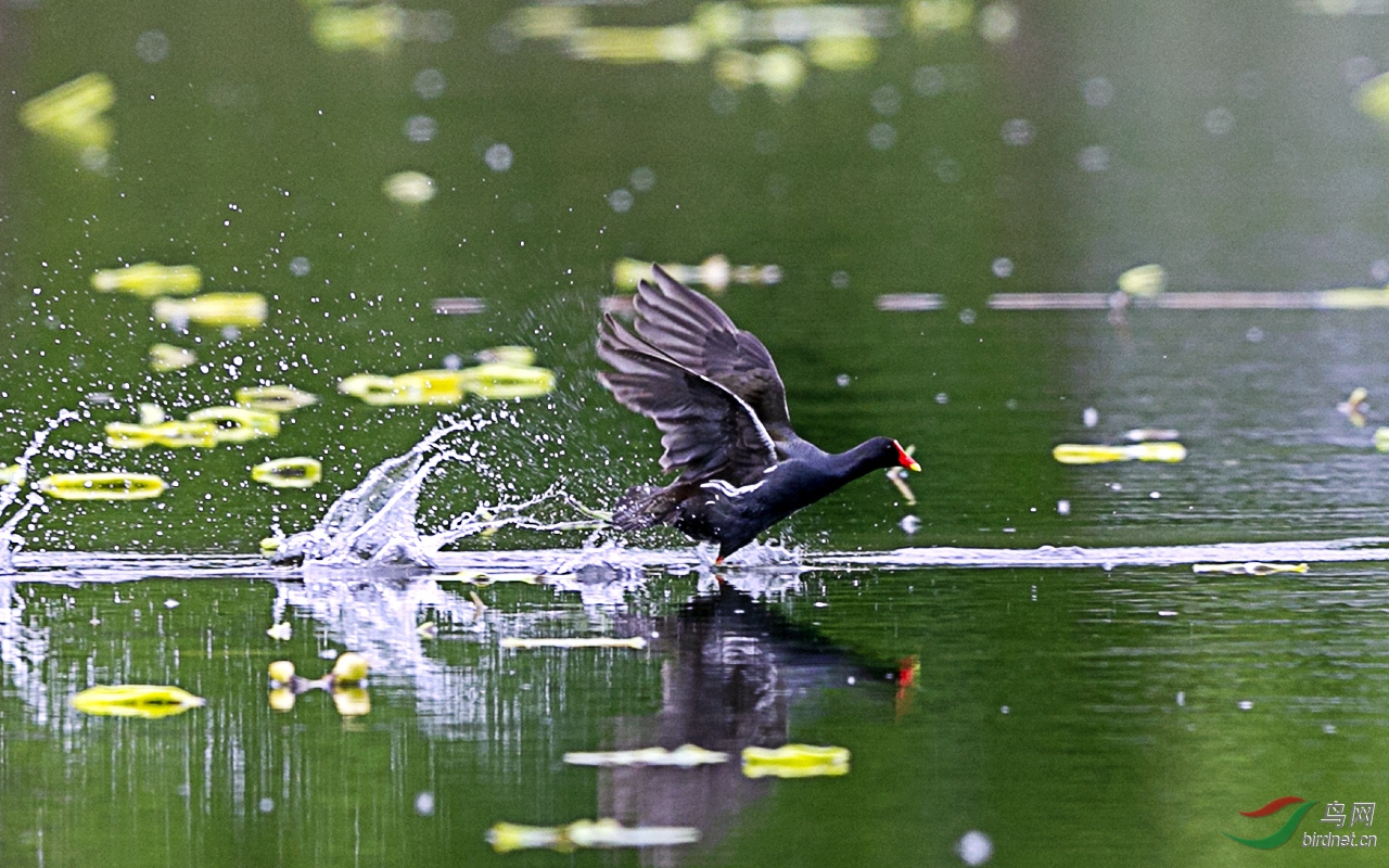 黑水雞