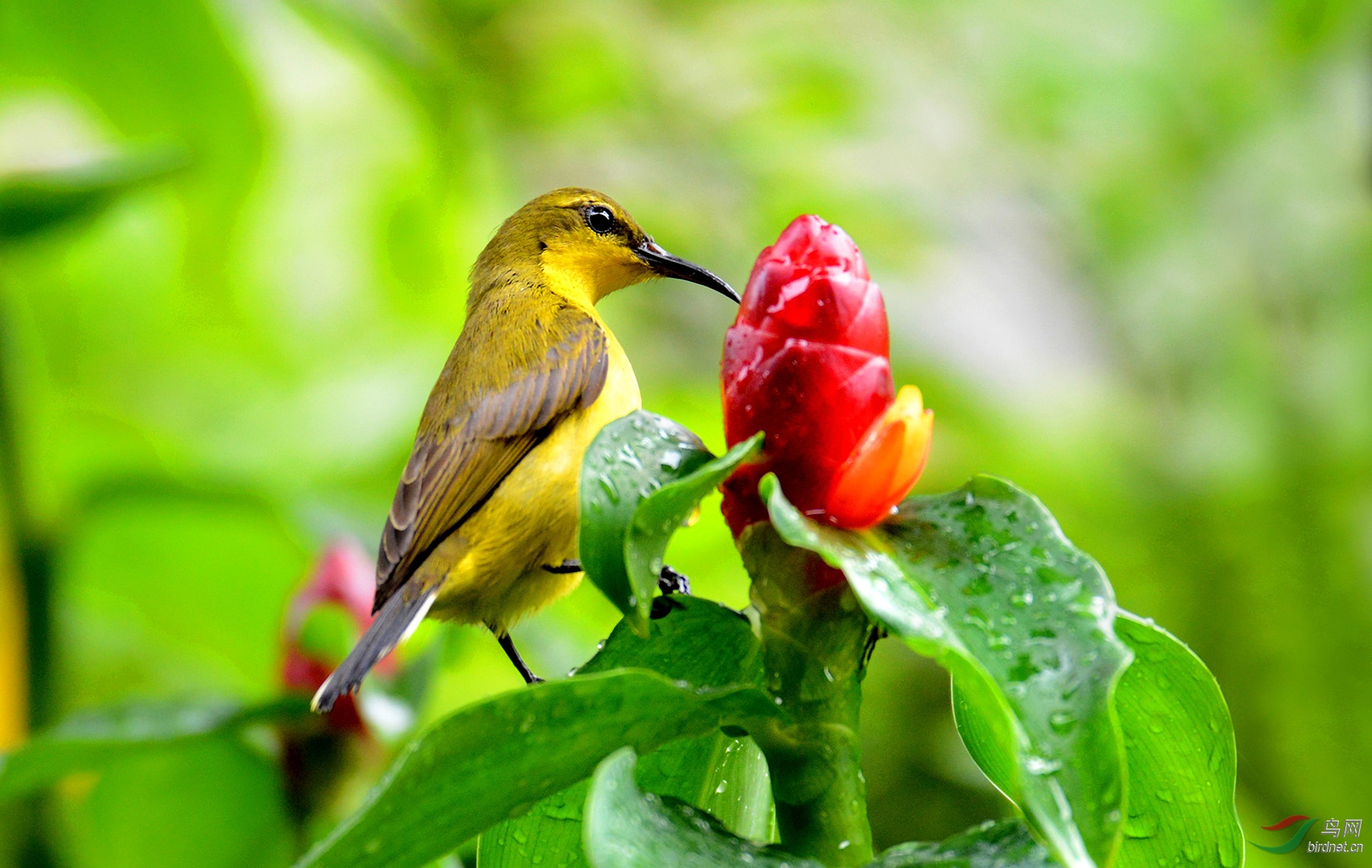 7.��ʳ���Ƹ�ʳ����5162AM.jpg