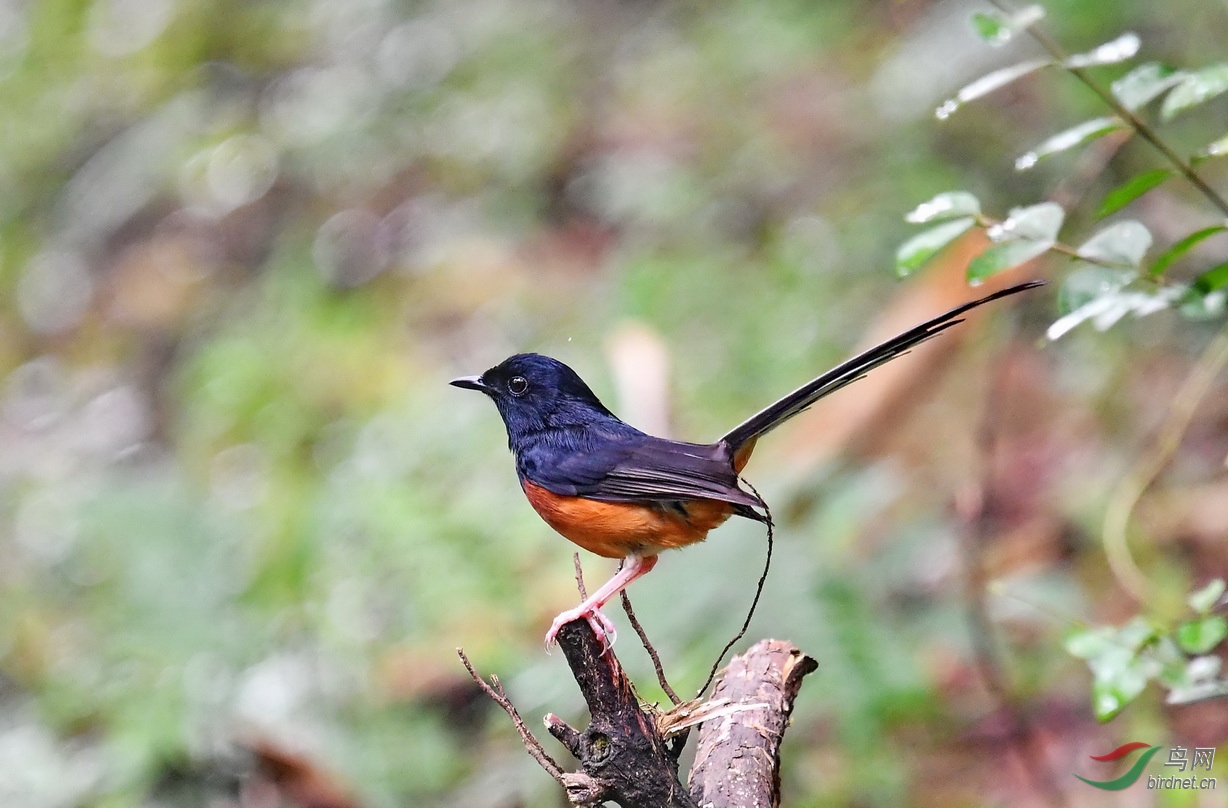 DSC_8964a.JPG