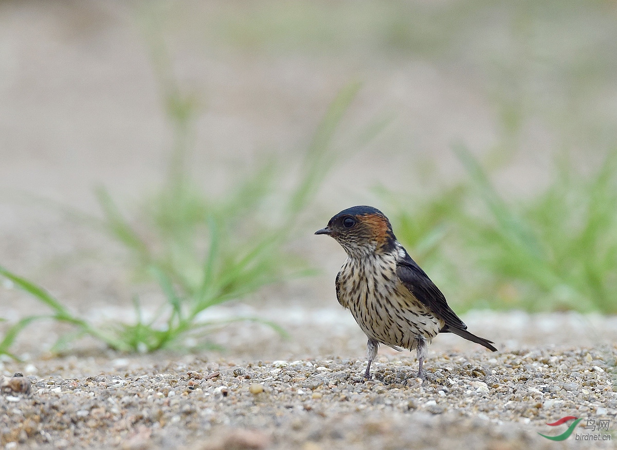 D8I_0750.jpg