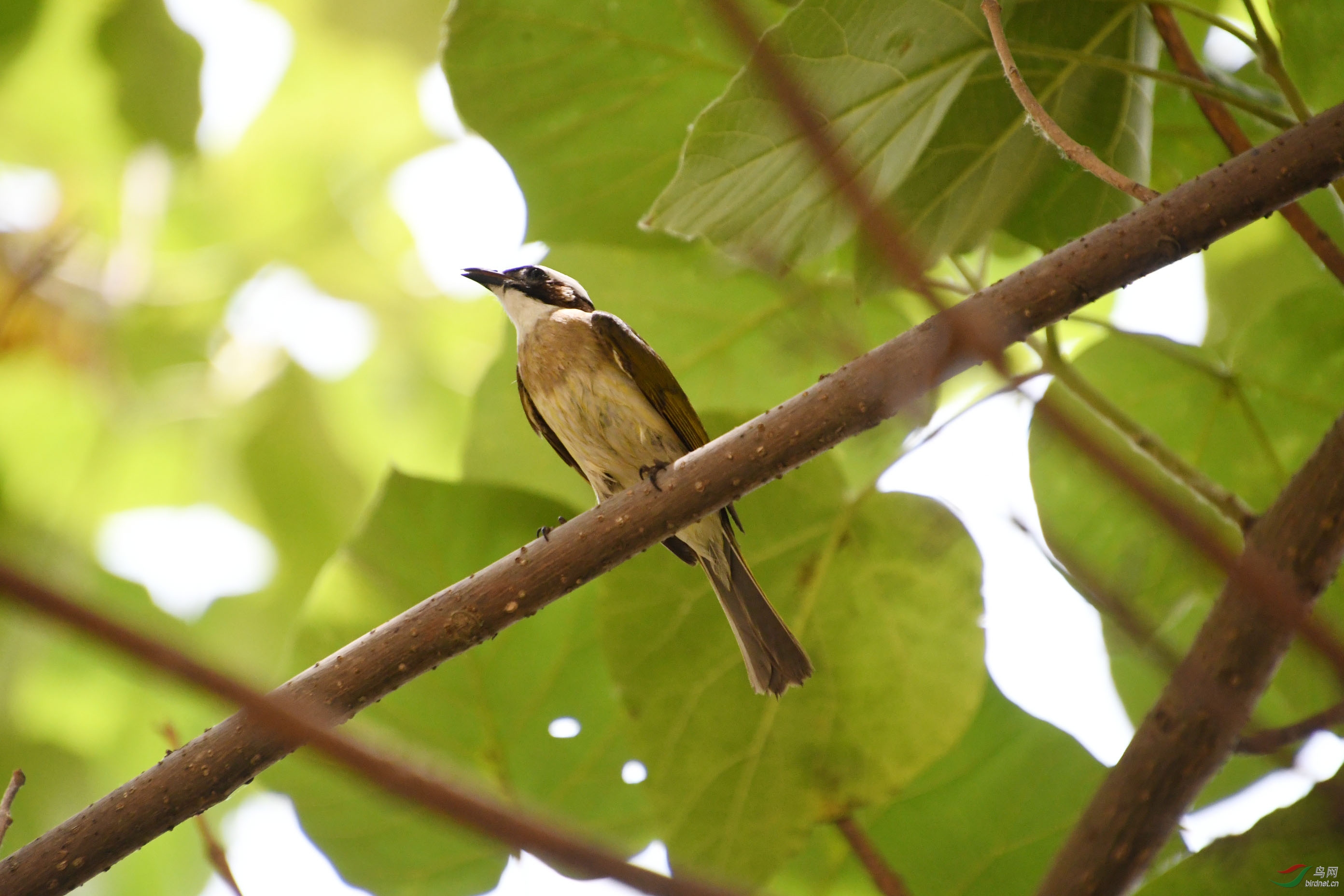 D50_6522.jpg