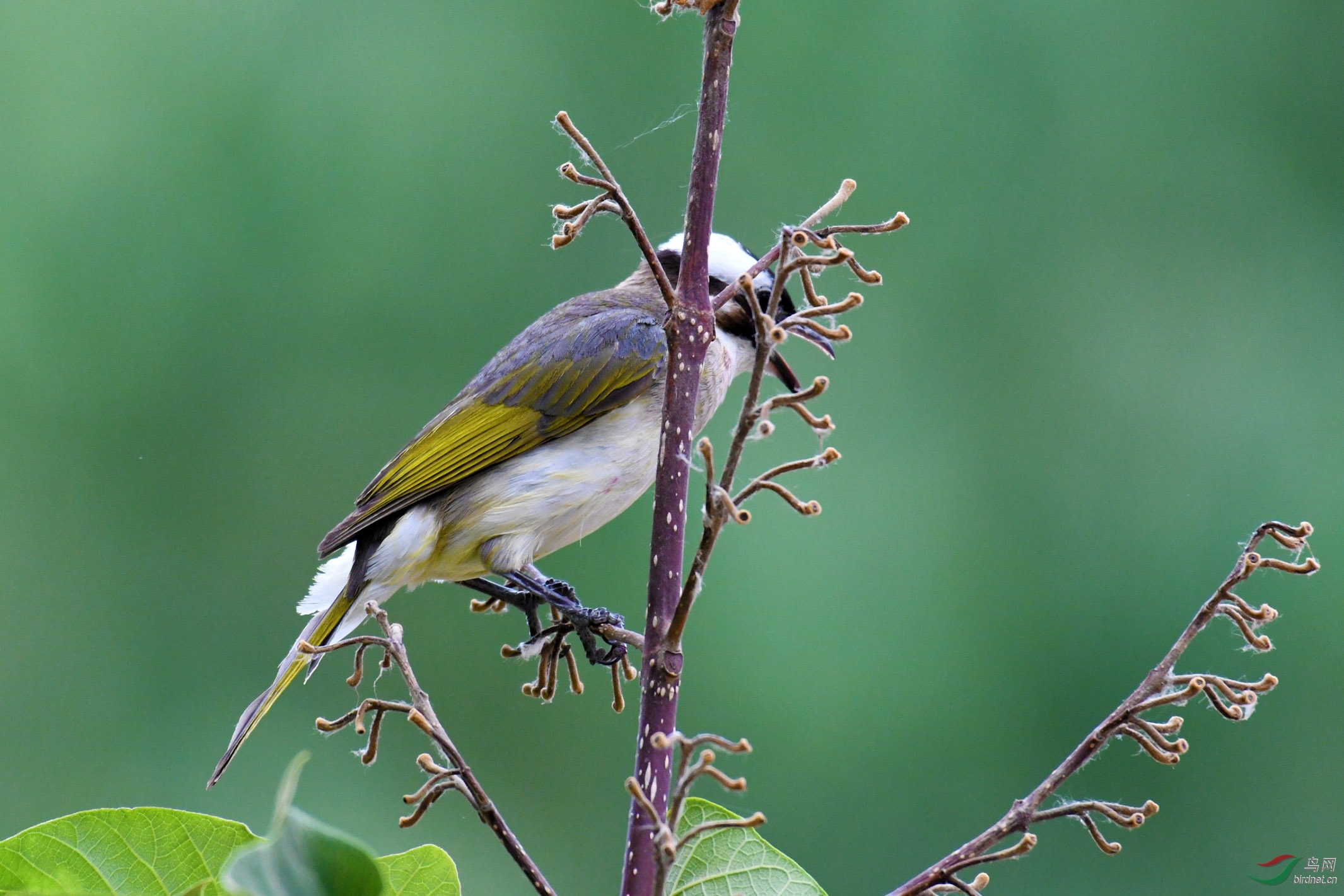 D50_6525.jpg