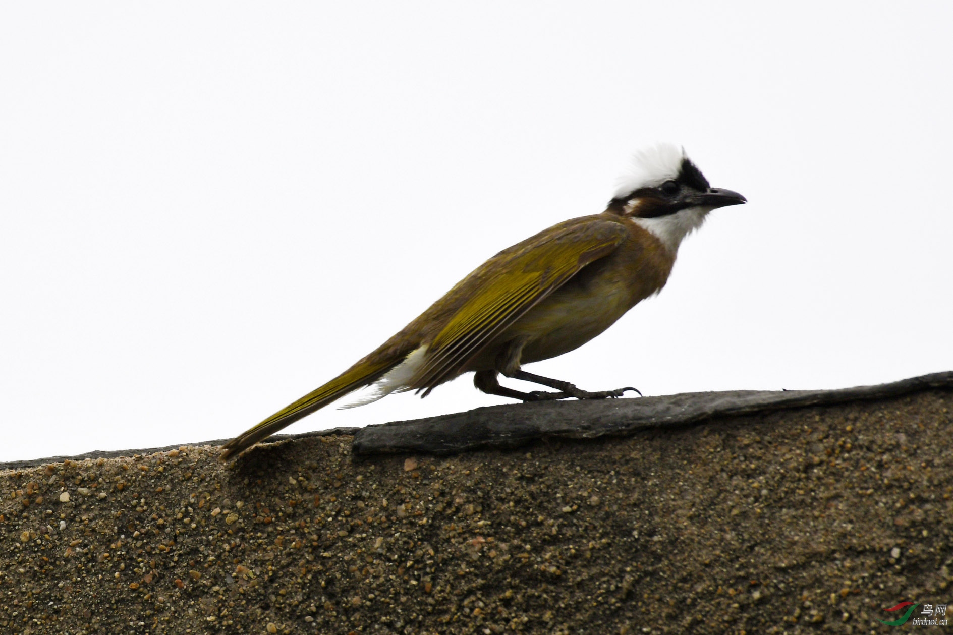 D50_6538.jpg