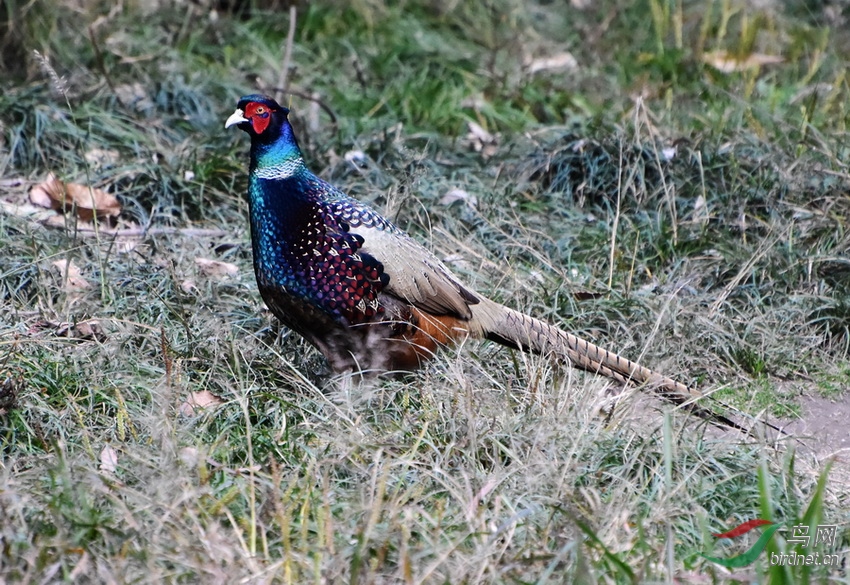 DSC_7301.JPG