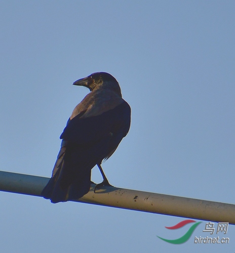 DSC_7533.JPG