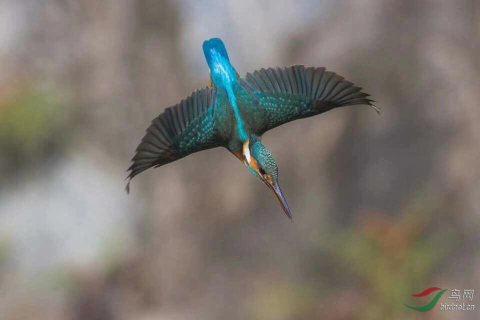 _201812031022192 (36).jpg