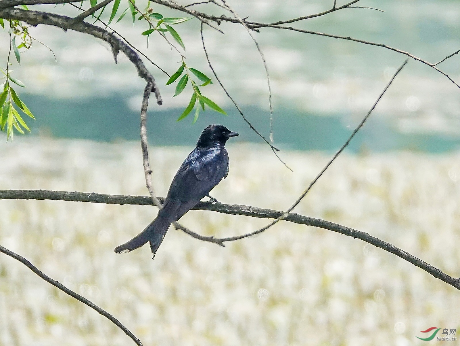 DSC06308ab.jpg