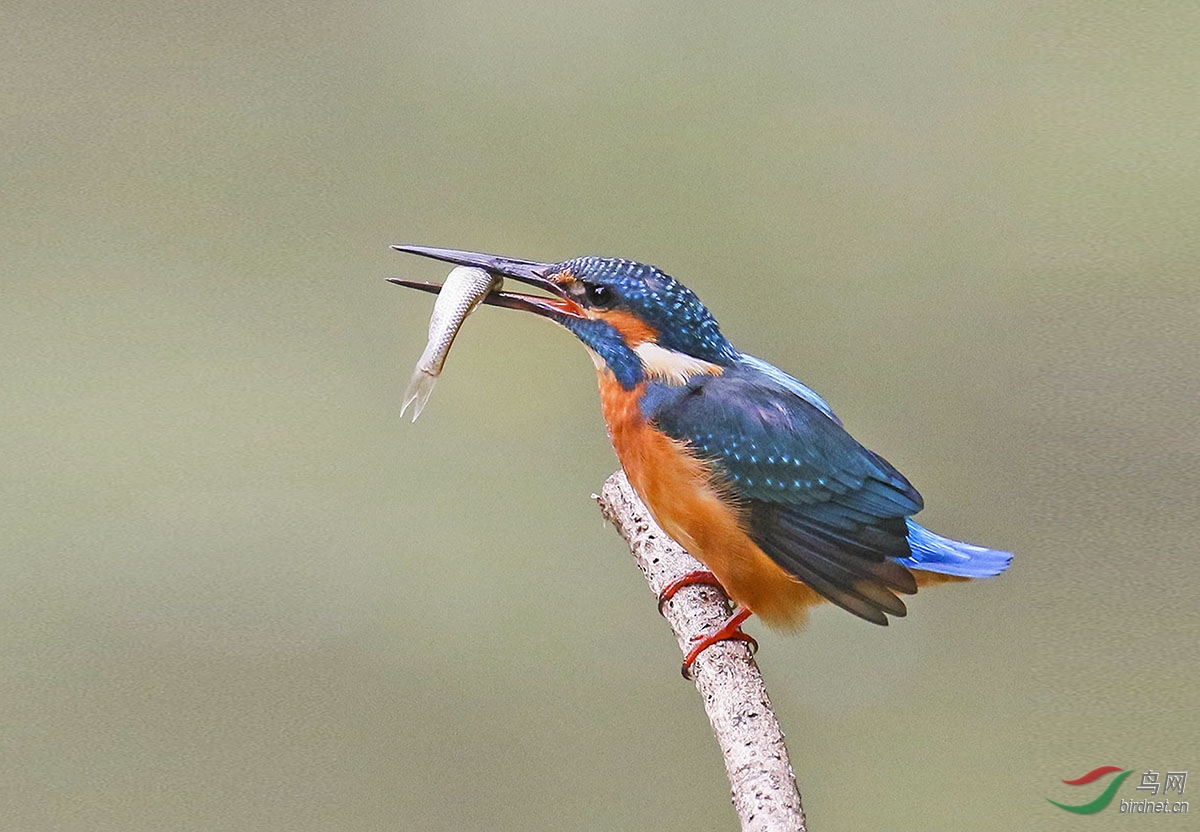 3D1A6638.JPG