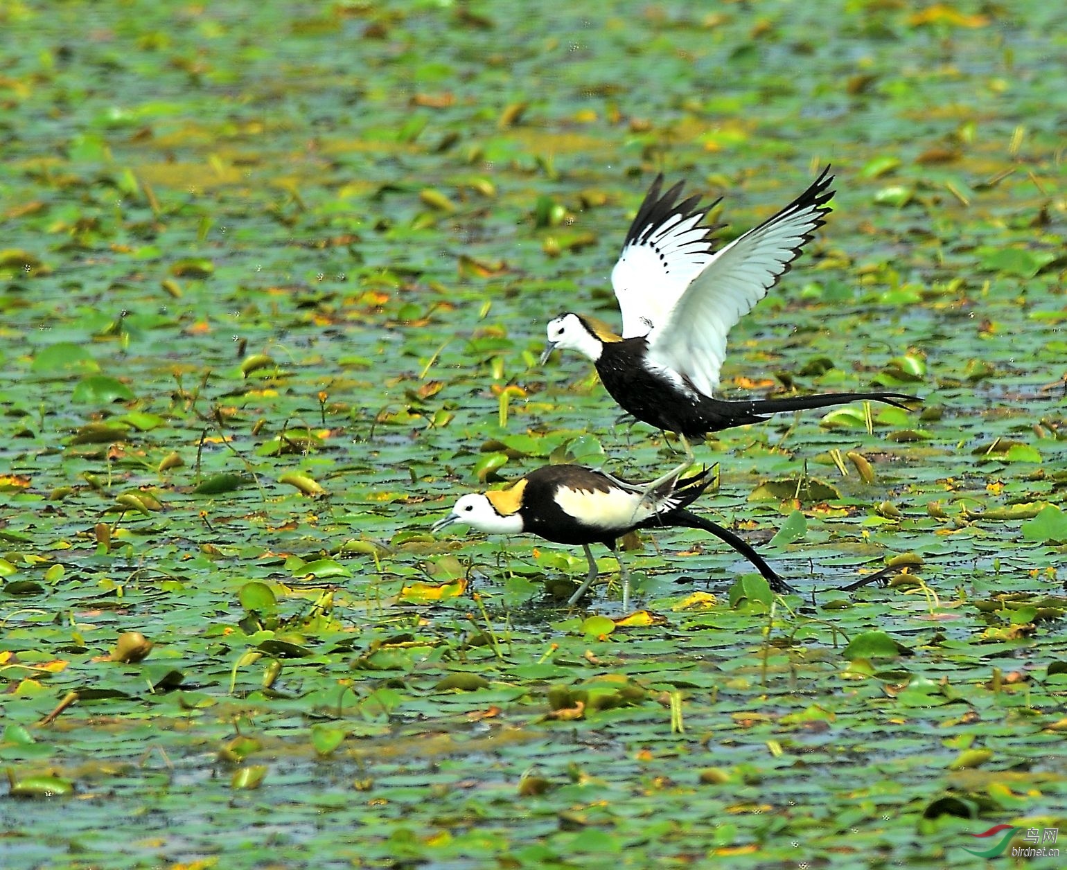 DSC_5026b.jpg